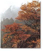 huangshan tour